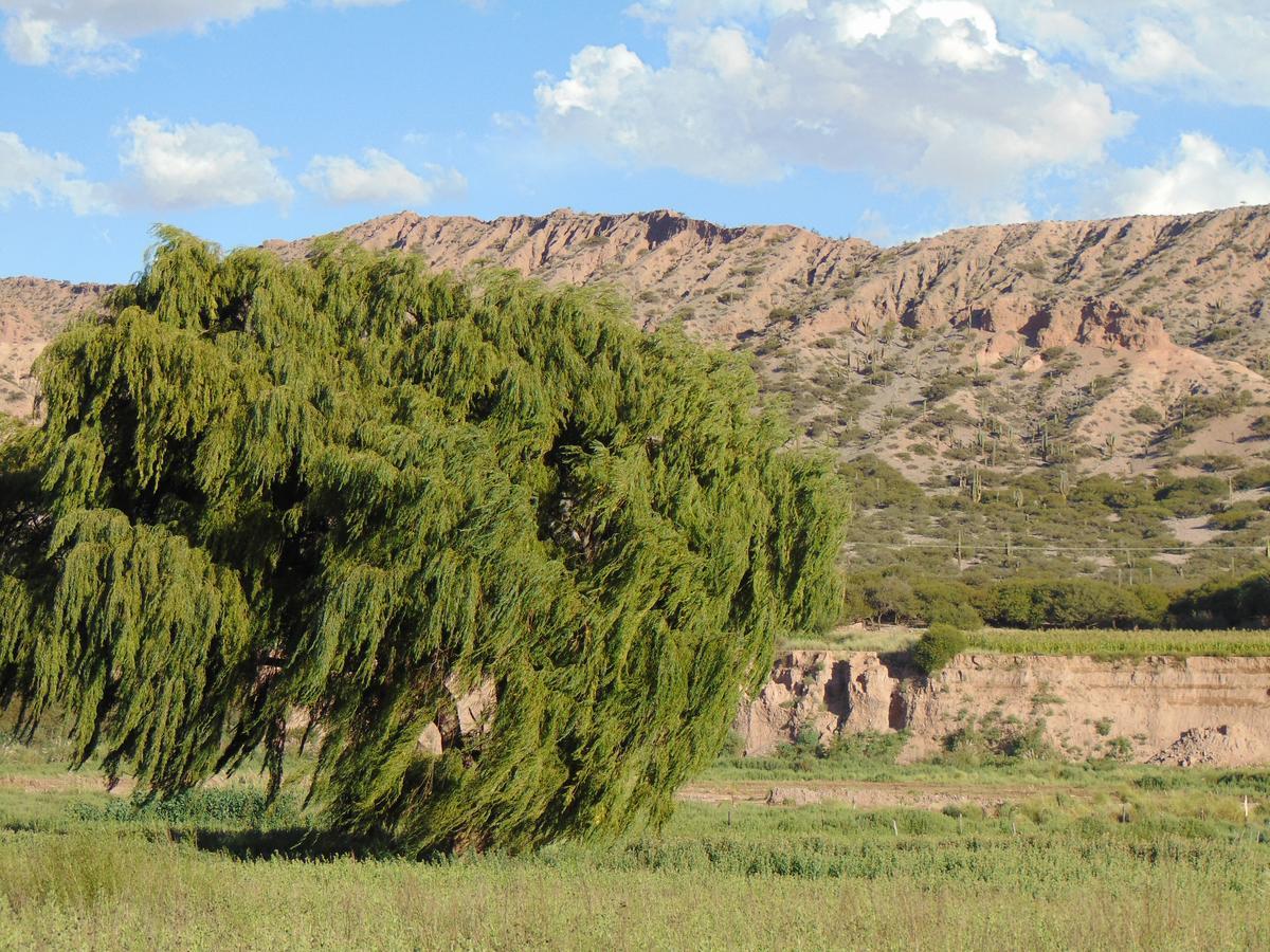 El Churqui Humahuaca Luaran gambar