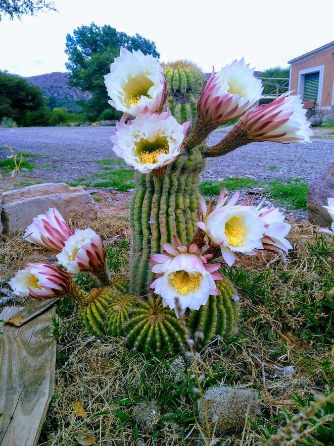 El Churqui Humahuaca Luaran gambar